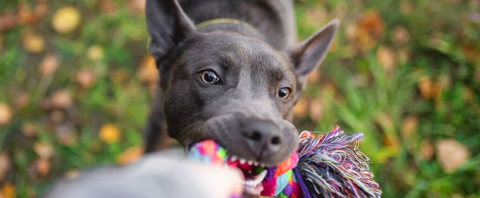 A dog biting a chew toy