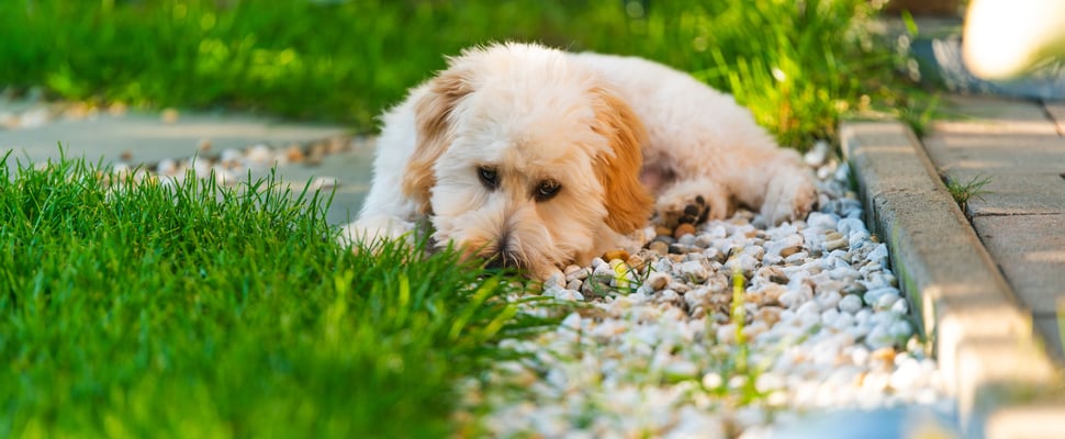 maltipoo lying on grass and gravel