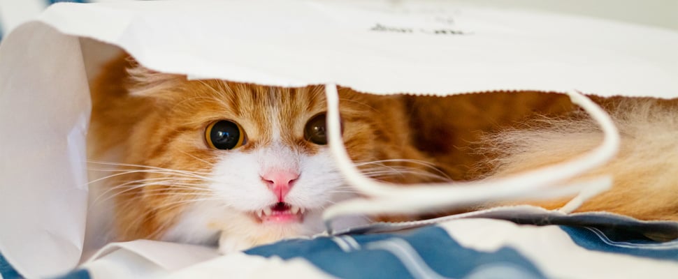 A ginger cat hissing in a white bag.