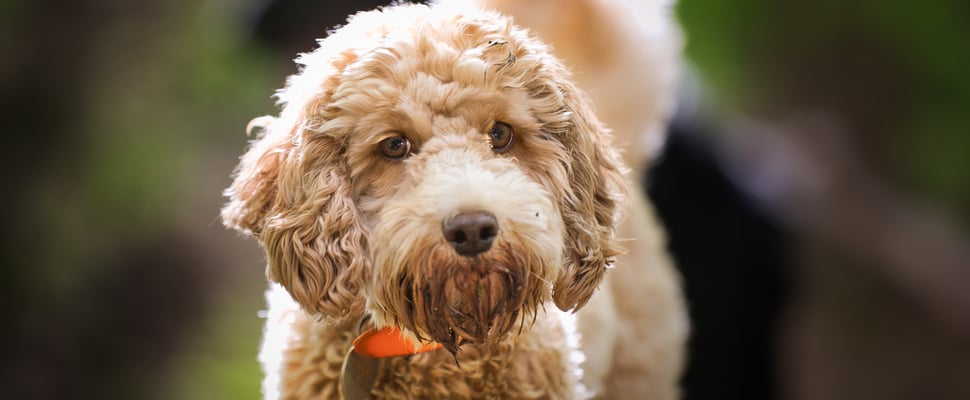 an apricot cockapoo 