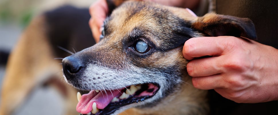 Small dog with cataracts with mouth open