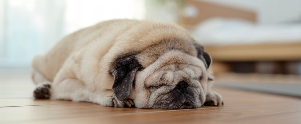 A pug with lots of wrinkles laying down on the floor.