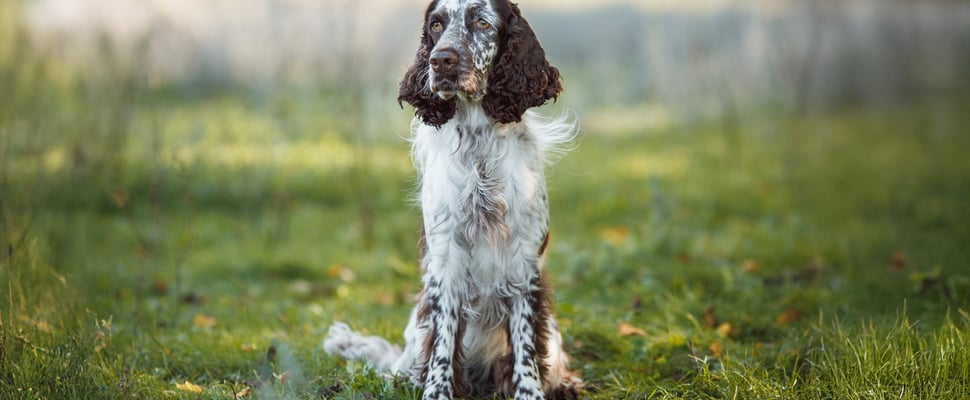 A cocker spaniel sitting on grass.