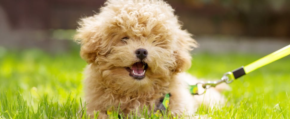 A very cute light brown, curly Maltipoo laying down on grass.