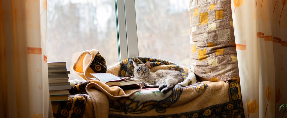 A cat snuggled into a nook by a window.