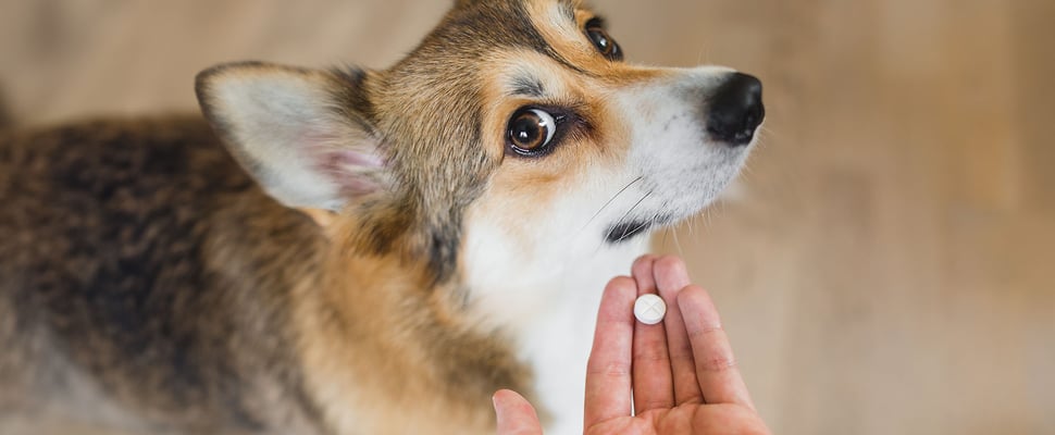 A dog being given a tablet