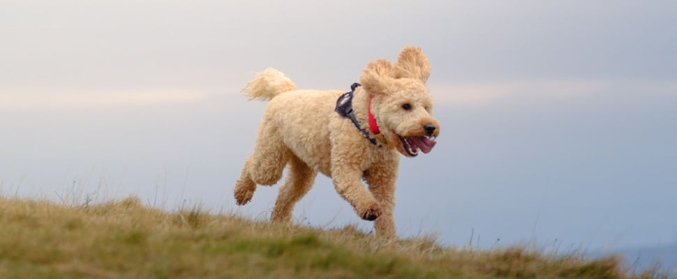 cockapoo running on grass