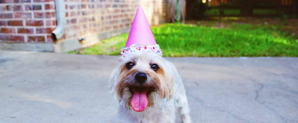 a dog in a party hat