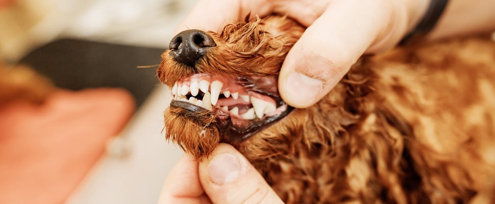 A close up of a dog having their teeth professionally cleaned.