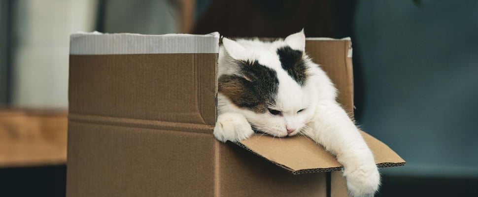 A cat playing in a box