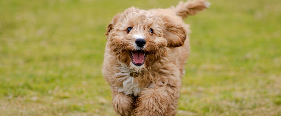 puppy running across grass