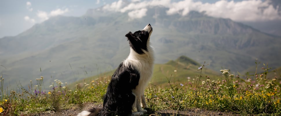 a border collie looking up against a mountain backdrop