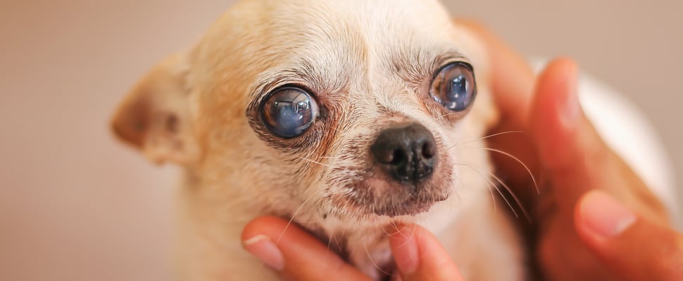 Little chihuahua with cataracts