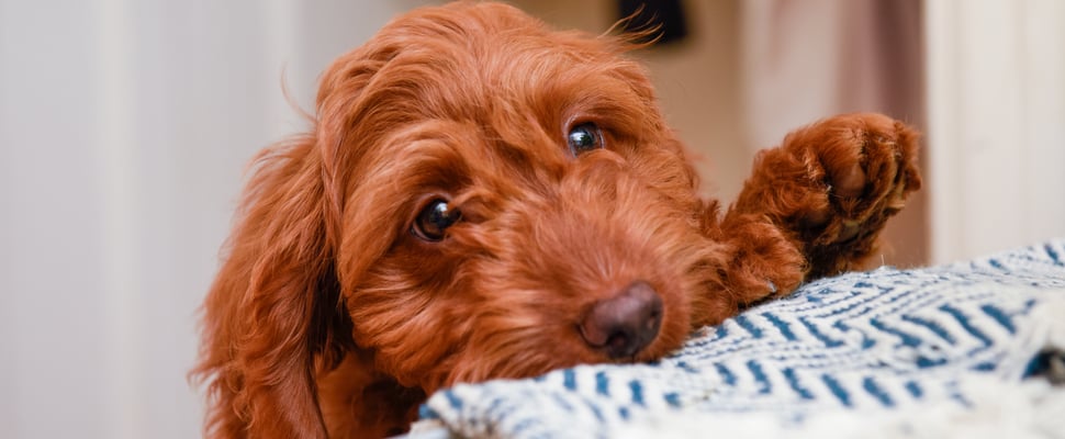 A red Cockapoo peeking up onto a bed.
