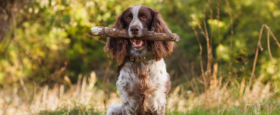 a cocker spaniel holding a stick