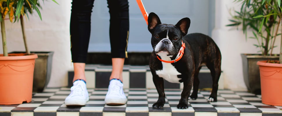 A boston terrier standing on black and white tiles.