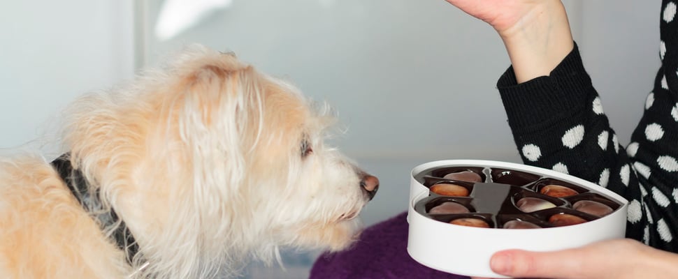 dog looking lovingly into heart-shaped box of chocolates