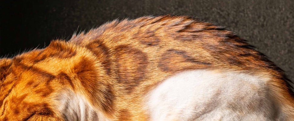 Cat's body with fur missing