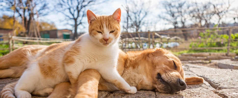 A ginger cat laying on a labrador.