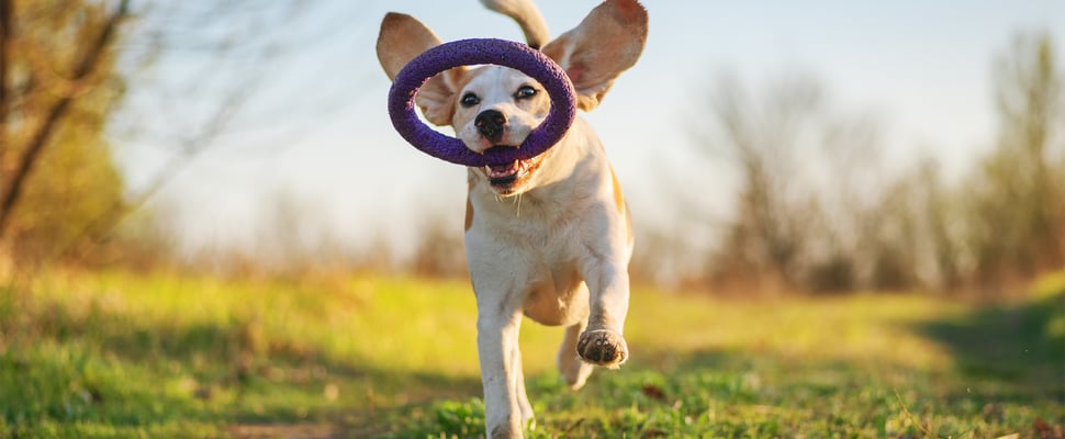 beagle running on grass with a tyre toy in it's mouth