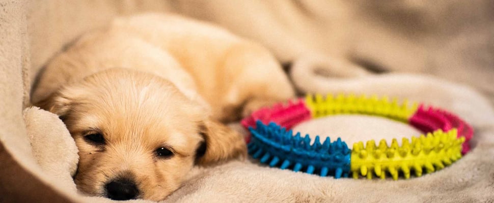 puppy's first night in bed with toy