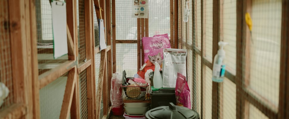 Inside Cattery 2 at Jacksons.