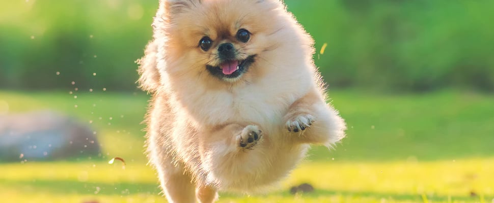 A red haired Pomeranian dog jumping through the air on grass.