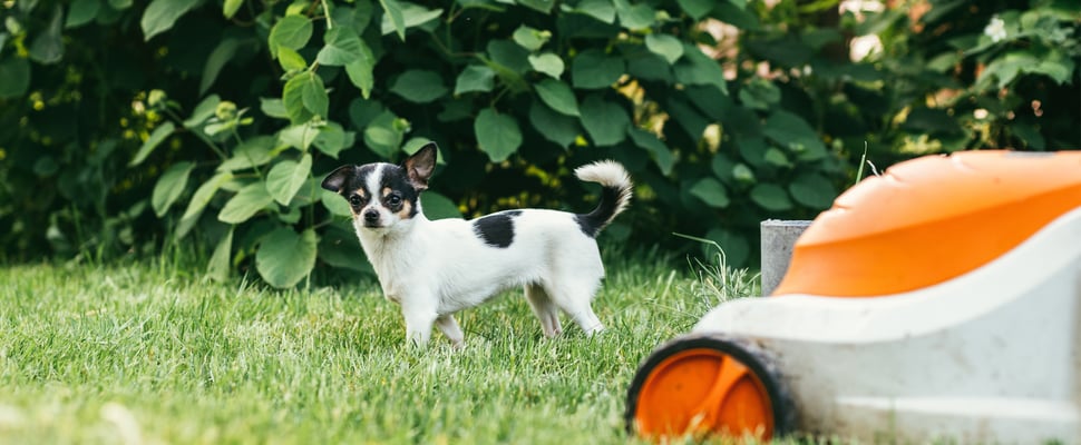 A tri-colour Chihuahua standing on grass next to an orange lawnmower.