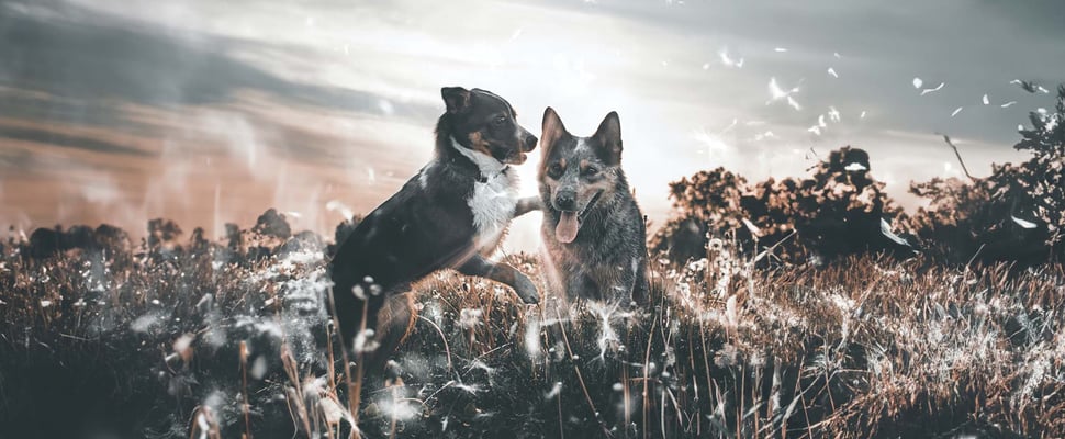 a puppy saying hello to an adult dog