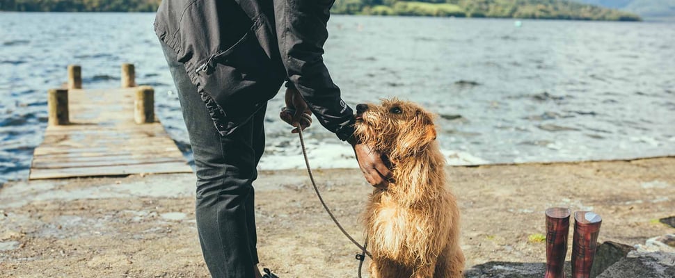 A dog looking up at its owner