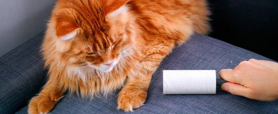 Ginger long haired cat with hair roller next to it on the couch