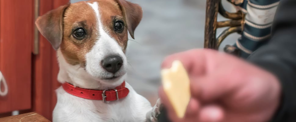 jack russell gazing intensely at a piece of white chocolate being held by owner