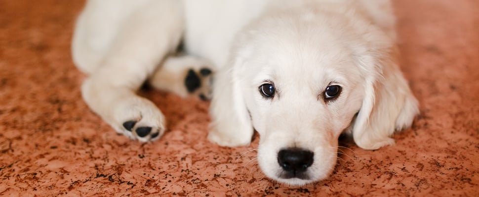 A Labrador puppy laying down on an orange mat.