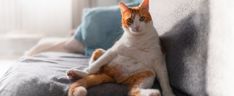 A ginger and white cat sitting upright on a sofa.