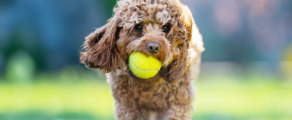 A Cavapoo walking with a tennis ball in their mouth.