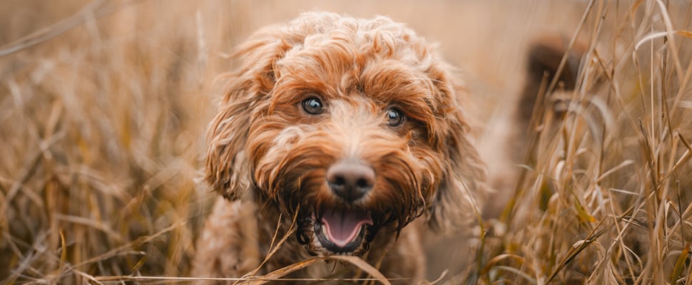 A close up of a brown Cockapoo in a field.