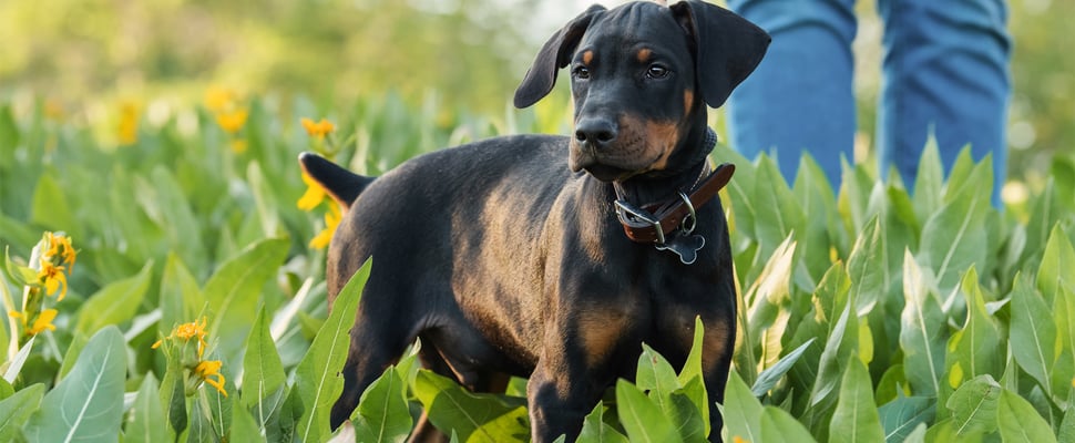 black puppy standing in a field on a lead with owner walking in front