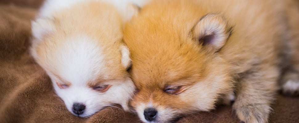 Two Pom puppies laying next to one another.