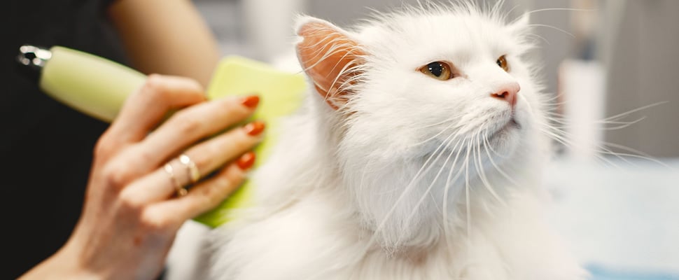 woman using flea comb on a cat