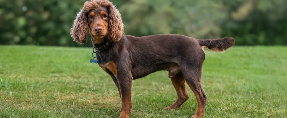 Brown and orange Cocker Spaniel standing on grass with lion haircut