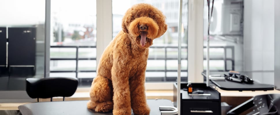 Apricot labradoodle standing at the groomer table.