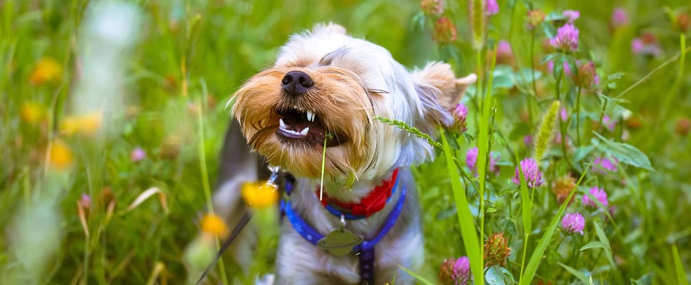 a dog eating grass
