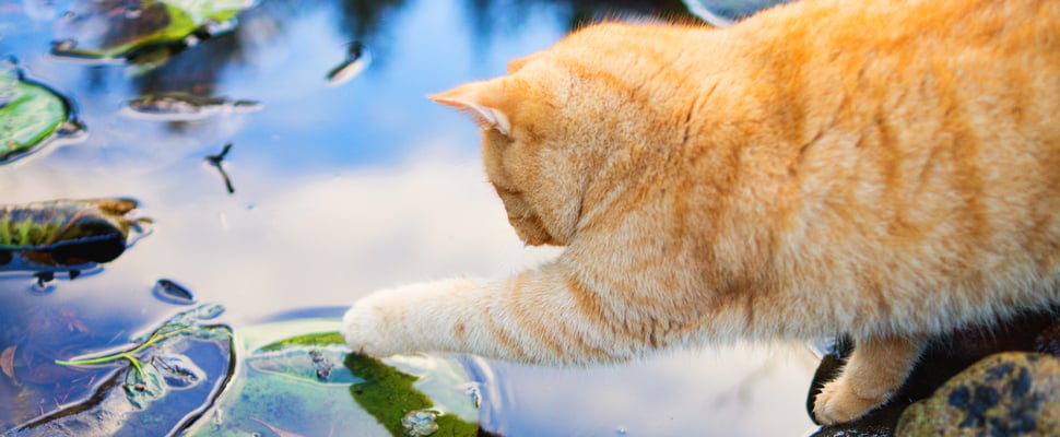 A ginger cat trying to catch a fish in a pond.