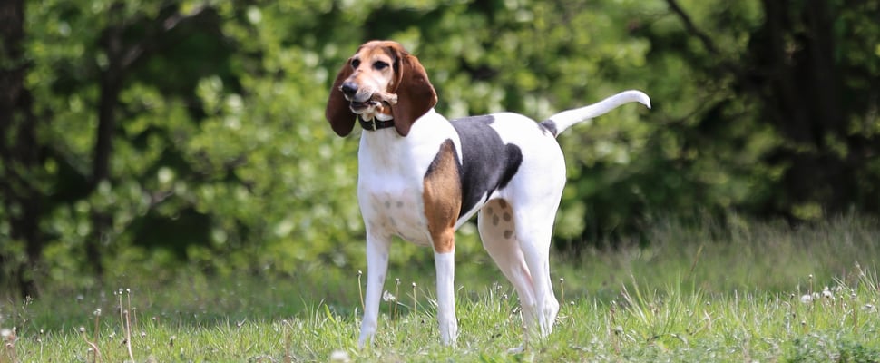 An English Foxhound standing on the grass outdoors.