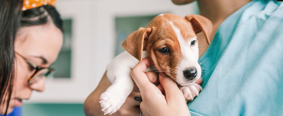 a puppy being held by a nurse