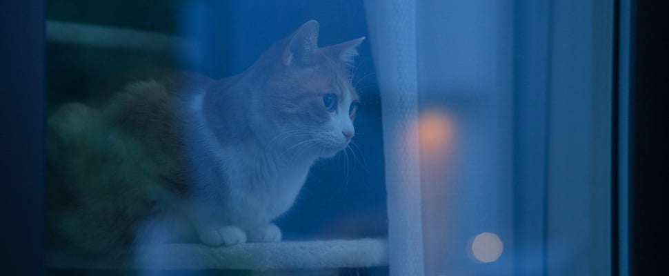 ginger cat staring out of window into the dark