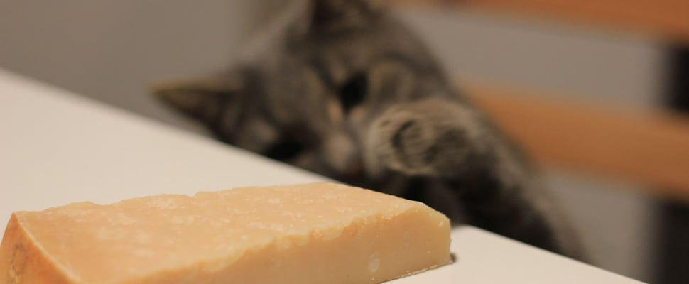 A cat sitting on a chair and trying to swipe a block of cheese