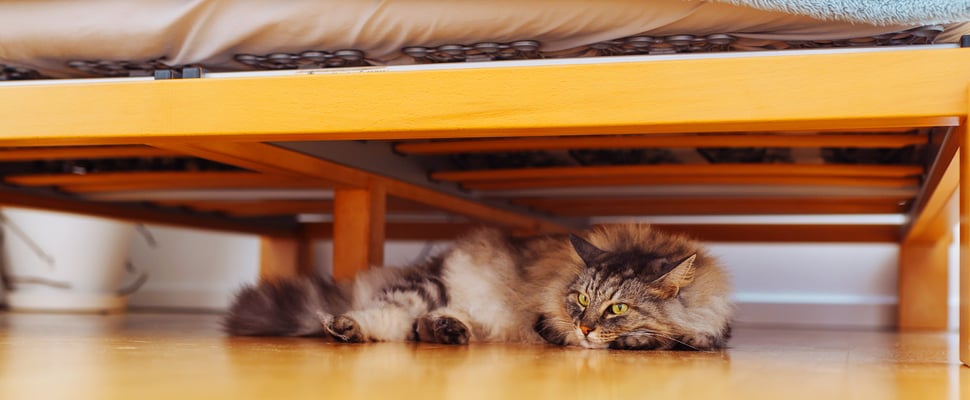 A cat laying down under a bed.