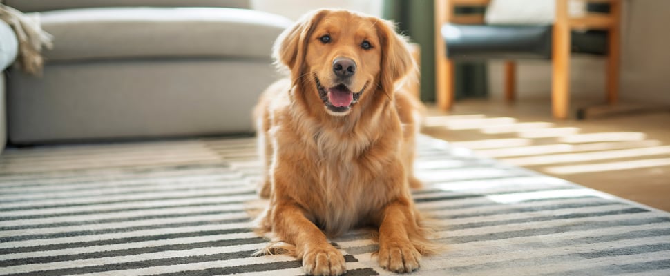 A golden retriever laying down on a stripey rug.