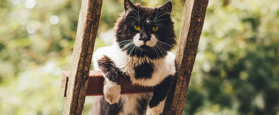A cat on a ladder